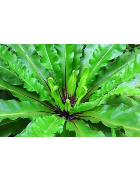 Jęczycznik ( Phyllitis scolopendrium ) ziele