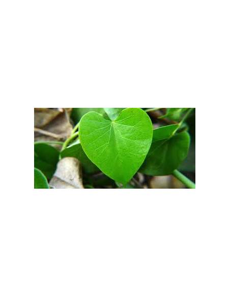 Guduchi (Tinospora cordifolia) liść cięty 50g