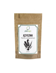 Języcznik zwyczajny ziele (Phyllitis scolopendrium) 0000659 1  9238