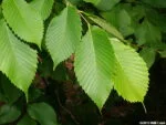 Ulmus rubra
