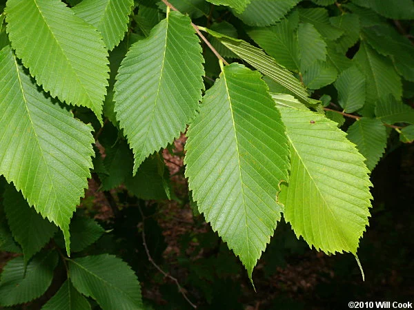 Ulmus rubra