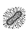 Bakterie wirusy i grzyby