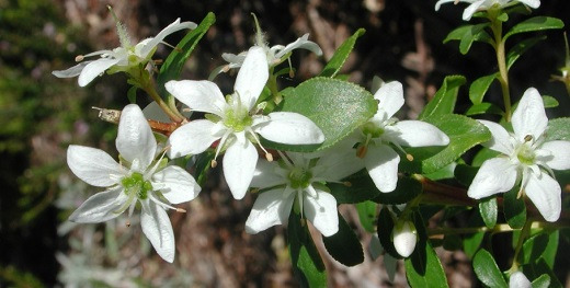 Bukko brzozowe (Agathosma betulina)